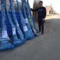 کبوده و صنوبر یک ساله و دوساله با بهترین کیفیت|خدمات باغبانی و درختکاری|اراک, |دیوار