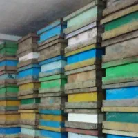 ۳۰۰عدد نیم طبق مربع