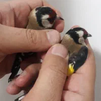 ۱۰ عدد سهره بوستان اباد خوش نقاب|پرنده|کرج, حصارک بالا|دیوار