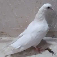 جوجه سینه|پرنده|مشهد, پایگاه شکاری|دیوار