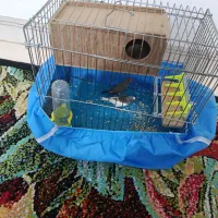 فنج|پرنده|شیبکوه (هرمزگان), |دیوار