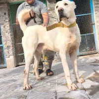 آلابای روسی