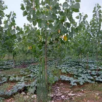 فروش زمین با درخت/صنوبر/ضیابر