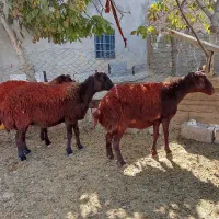 4راس کاور دودندان