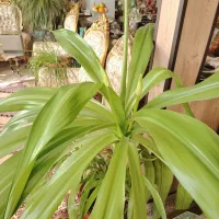 فروش گل سوسن عنکبوتی|گل و گیاه طبیعی|تربتحیدریه, مظفریه|دیوار