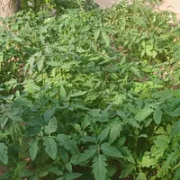 شتل گوجه‌فرنگی و فلفل|گل و گیاه طبیعی|شاهین دژ, |دیوار