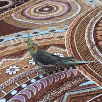 عروس هلندی نر و قناری سفید نر