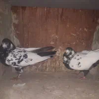 کبوتر پاکستانی