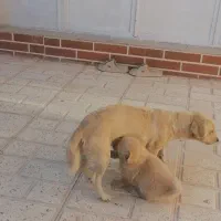 سگ پاکوتاه|سگ|کرمان, |دیوار