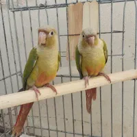 طوطی گرینچیک|پرنده|شیراز, شهرک قمشه|دیوار