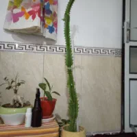 گل های آپارتمانی