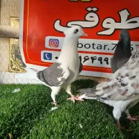 کبوتر ساعتی پرشی|پرنده|رامیان, |دیوار