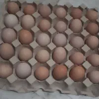 تخم مرغ نطفه دار لاری