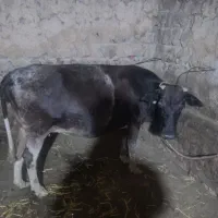 کاو