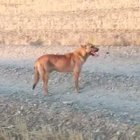 گمشده|سگ|بیجار, |دیوار