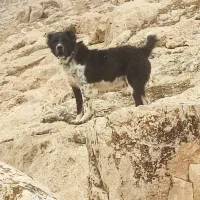 سگ گمشده|حیوانات|کرمانشاه, |دیوار