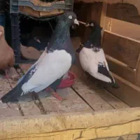 سینه سیاه|پرنده|شوشتر, |دیوار