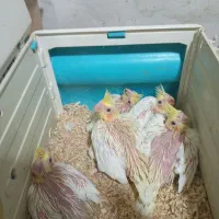 جوجه لیتنو سرلاکی|پرنده|بندر امام خمینی, |دیوار