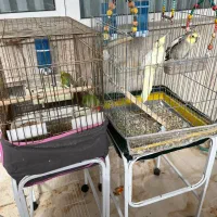 طوطی|پرنده|کرمان, |دیوار