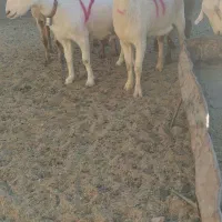 بزسانن|حیوانات مزرعه|درمیان, |دیوار