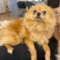 سگ پامرانین|سگ|اردبیل, |دیوار