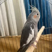 طوطی عروس نر|پرنده|سرخرود, |دیوار