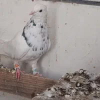 کفتر طوقی هفترنگ|پرنده|سبزوار, گلشن|دیوار