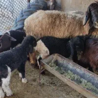 میش و دو بره