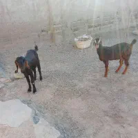 چهار گوسفند خوب|حیوانات مزرعه|چابهار, |دیوار