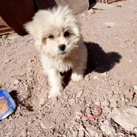 سگ شیتزو|سگ|سرایان, |دیوار