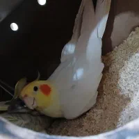 جفت عروس هلندی