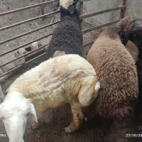 گوسفندوبره چاق|حیوانات مزرعه|علیآباد کتول, |دیوار