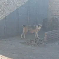 ماده خراسانی|سگ|نیشابور, ده حلاج|دیوار