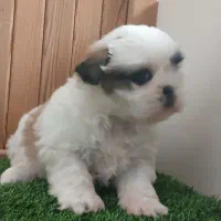 شیتزو سوپر فلت