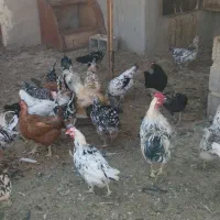 مرغ و خروس گلین ومرغ کرک و بوقلمون|حیوانات مزرعه|شیراز, علی آباد|دیوار