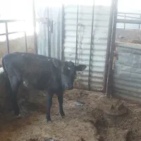 گوساله