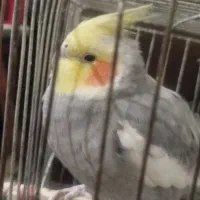 یک روز پیش در لردگان