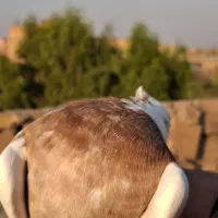 کبوتر طوقی زرد خال سیاه|پرنده|قم, قلعه کامکار|دیوار