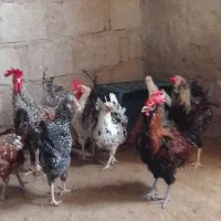مرغ وخروس|پرنده|قشم, |دیوار