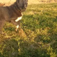 واگذاری سگ گله|سگ|چنارود, |دیوار