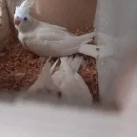 عروسی هلندی سخنگو|پرنده|پاکدشت, پاکدشت (مامازند)|دیوار