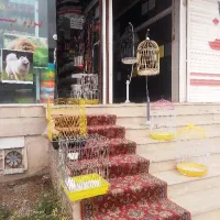 آغول/دان،غذا/پت شاپ