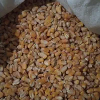 کفتر پلاکی|لوازم جانبی حیوانات|تهران, هفده شهریور|دیوار