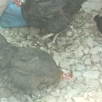 س خوبین فروش 10عدد مرغ تخمگذار