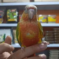 طوطی گرینچیک ها دبل رد کلکسیونی