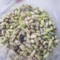 پاچ باقلا دانه درشت تازه تازه