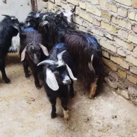 بزغاله نر خریدارم حدود ده تا چهارده کیلو باشه