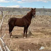 اسب کورد|اسب و تجهیزات اسب‌سواری|کرمان, |دیوار
