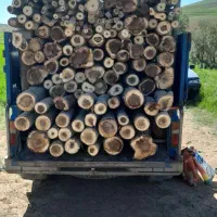 خریدار چوب.تروخشک وهرس کاری