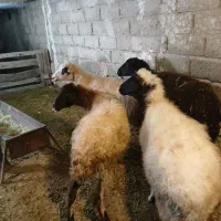 میش سالم و سرحال